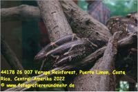 44178 26 007 Veruga Rainforest, Puerto Limon, Costa Rica, Central-Amerika 2022.jpg